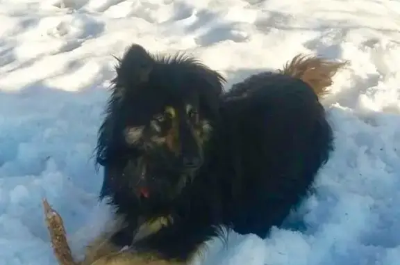 Пропала собака Черныш в Казани, вознаграждение гарантировано