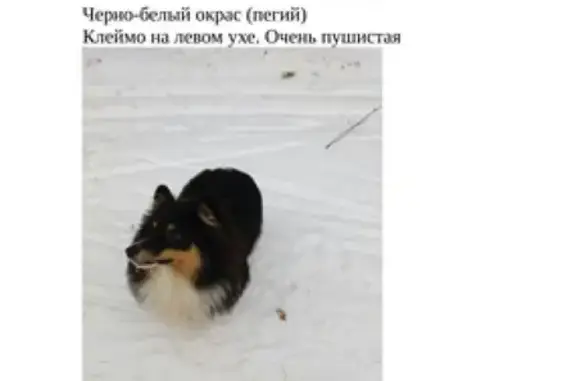 Пропала собака в Юго-западном лесопарке г. Екатеринбурга
