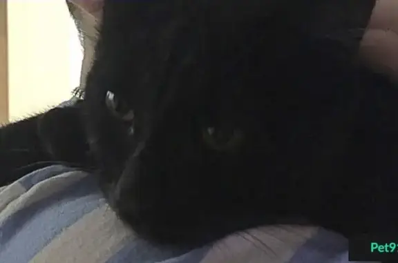 Найден чёрный котик на ул. Киренского 32М