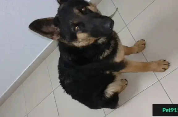 Найдена немецкая собака в Винсадах.