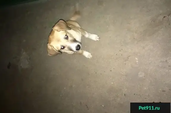 Найдена игривая собака на Шуминского 3