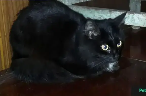 Найдена черная кошка в Люберцах, ищем хозяина