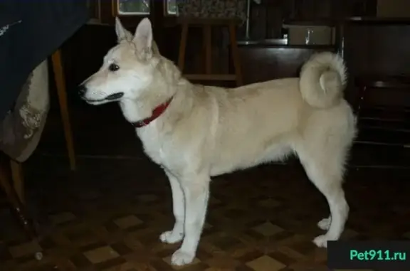 Найдена собака в Одинцово, красный ошейник, девочка, лайка.