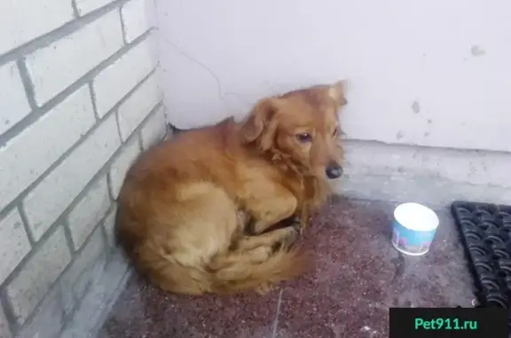 Собака найдена возле метро Проспект Большевиков