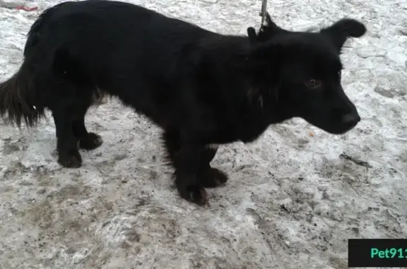 Найдена маленькая черная собачка возле рынка в Красноярске