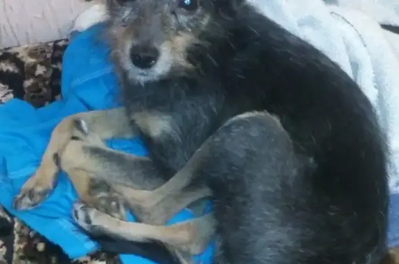 Найдена собака в Оренбурге, район Малой земли