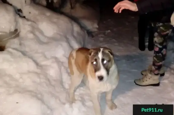 Найдена собака на ул. Московской в Иваново