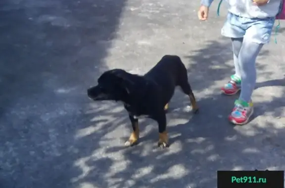 Пропала мелкая собака на улице Клары Цеткин