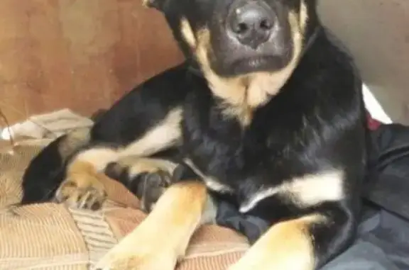 Пропала крупная черная собака возрастом 5 месяцев на ул. Ватутина, Химки