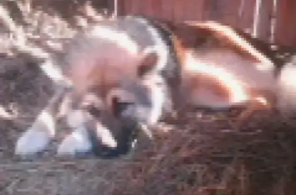 Собаки потеряшки, Житково, фото: Потеряшка собака в поселке Житково, Ленобласть