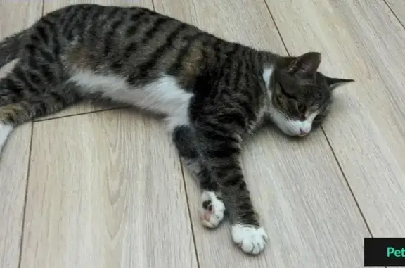 Найдена домашняя кошка в Оренбурге, микрорайон Ростоши.