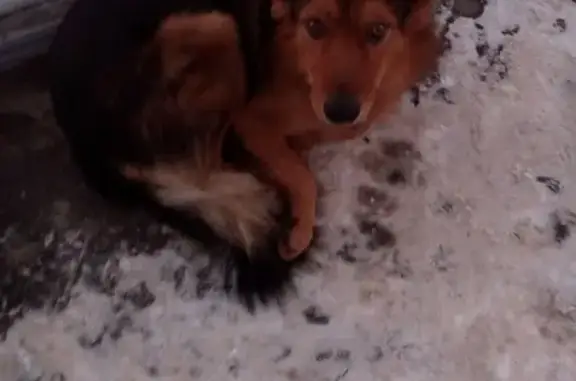 Найдена собака на остановке 34 школы в Заводском районе, Саратов