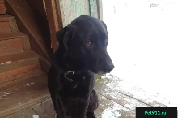 Найдена собака в дер. Рогозиниха, Ковровский район