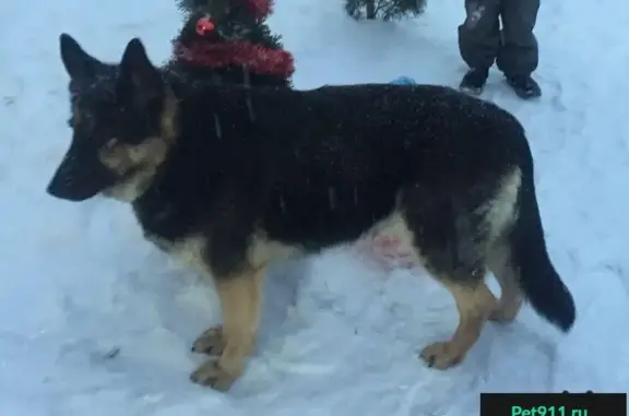 Пропала собака в Спас-Загорье, Малоярославецкий район