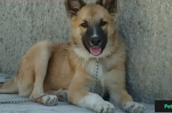 Пропала собака в Моряке, Одесская область