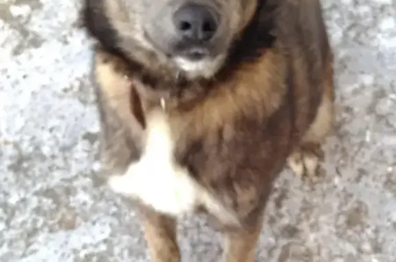 Собака на улице Трудовых Резервов, потерявшаяся с красным ошейником.