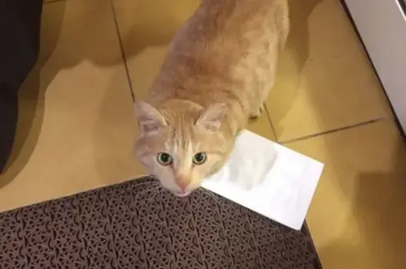 Найдена кошка, Переславль-Залесский, фото: Найден домашний кот рядом с гостиницей 