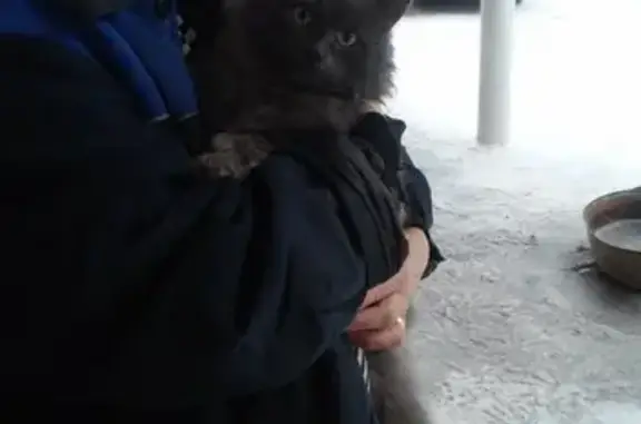 Найден кот в Орево, Московская область