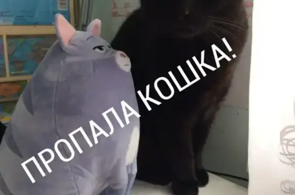 Пропала черная кошка Чика в Дзержинском, МО