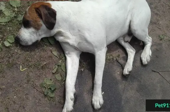 Пропала собака Бакс в Лисьем Носу, помогите!