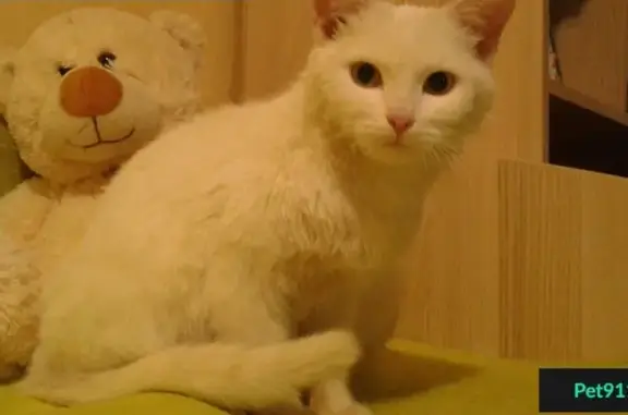 Белая кошечка найдена в Пензе