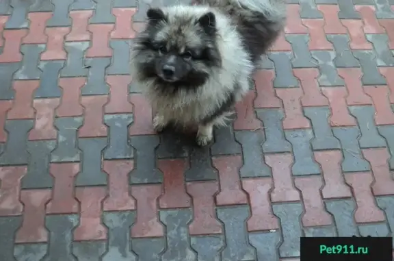 Пропала собака в Серпухове!