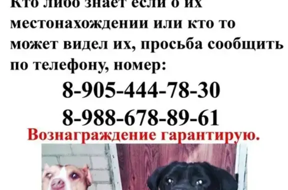 Пропала кошка в Пятигорске, нужна помощь!