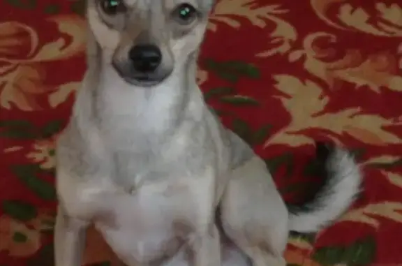 Пропала собака в Тихорецке, вознаграждение гарантируем