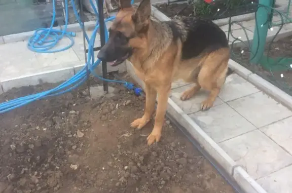 Пропала собака на Песчаноуметском тракте в районе Барко