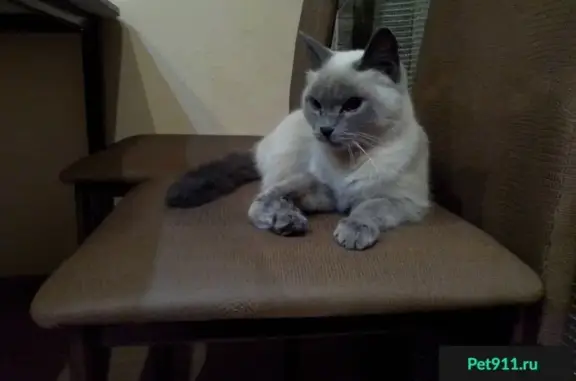 Найдена кошка в Ангарске 11.12. в 17:00