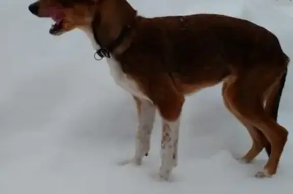 Найдена собака в Солнечногорске, ищем хозяина