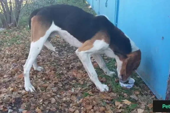 Найден охотничий пес в Калининской станице