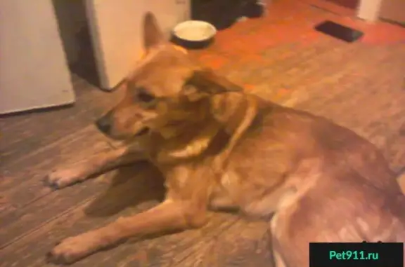 Найдена рыжая собака в Кургане