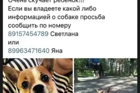 Пропала собака Рикки на ул. Пржевальского 55а