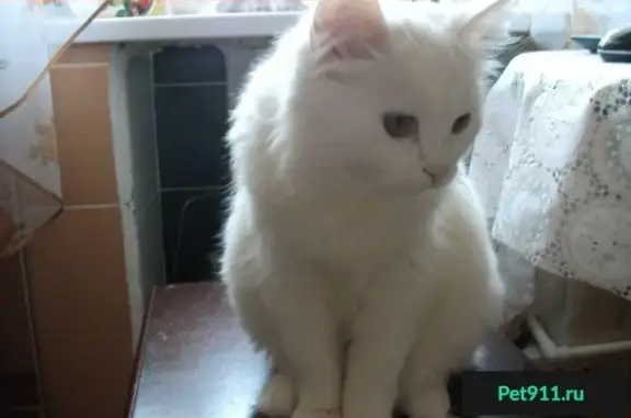 Пропал кот Пантюша, ищем в Солнцево или Новопеределкино!