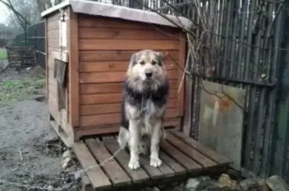 Пропала собака в лесопарке Кусково, Вешняки, Москва