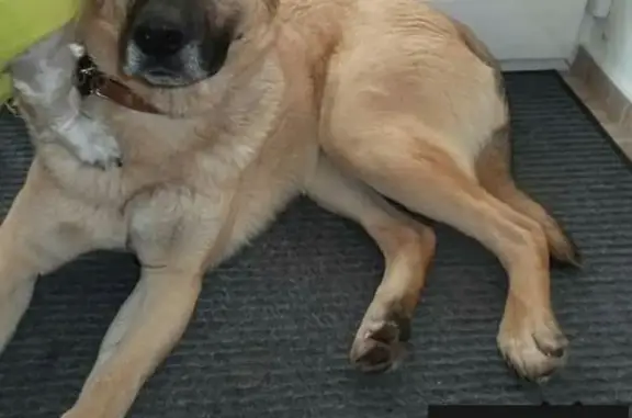Пропала собака Бим в Наро-Фоминском районе МО