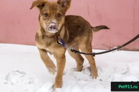 Найдены собаки в Магнитогорске, ищем хозяев или передержку.