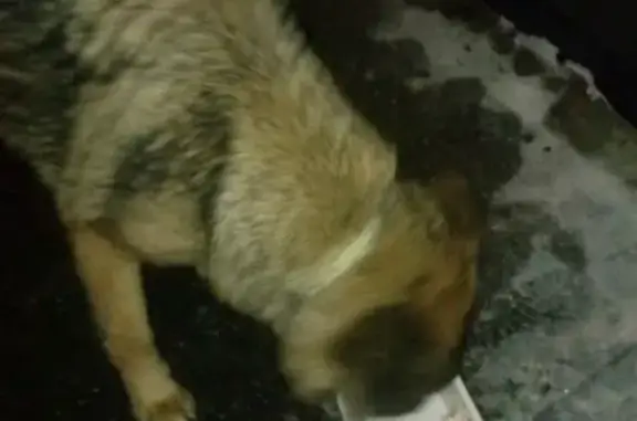 Найдена собака на 2-й Вольской, Москва