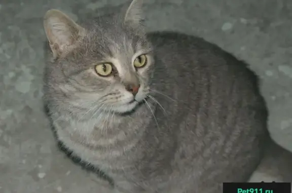 Найден серый кот на ул. Свободы, 27