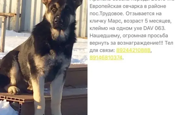 Пропала собака в посёлке Трудовое, Владивостокский городской округ