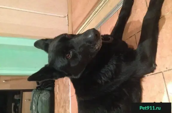 Найдена собака на Чкалова 43 в Екатеринбурге
