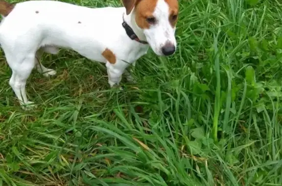 Пропала собака в Люберцах: щенок породы Джек Рассел Терьер, окрас бело-рыжий.