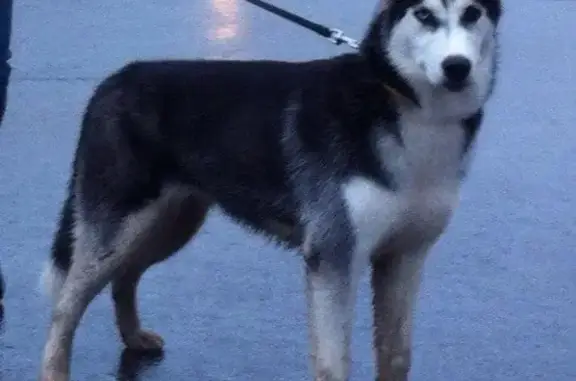 Пропала собака в Кировском переулке Кирова