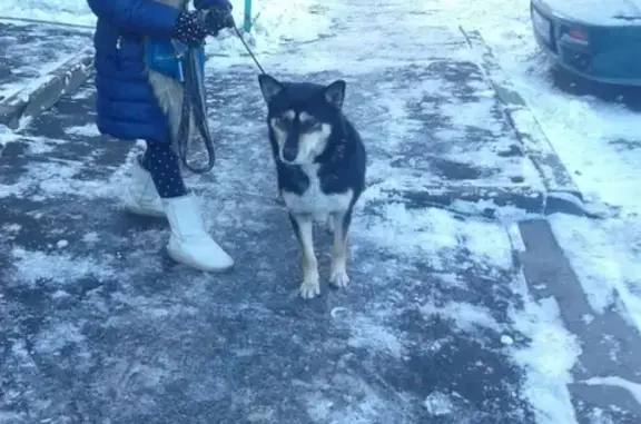 Собака найдена около школы 20 в Орехово-Зуево