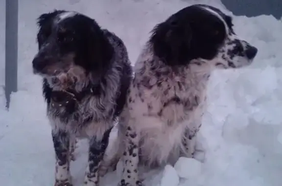 Найдены 2 собаки на г. Ай-Петри, ищем хозяев.