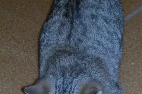 Найдена кошка с черепашиным окрасом в Энгельсе