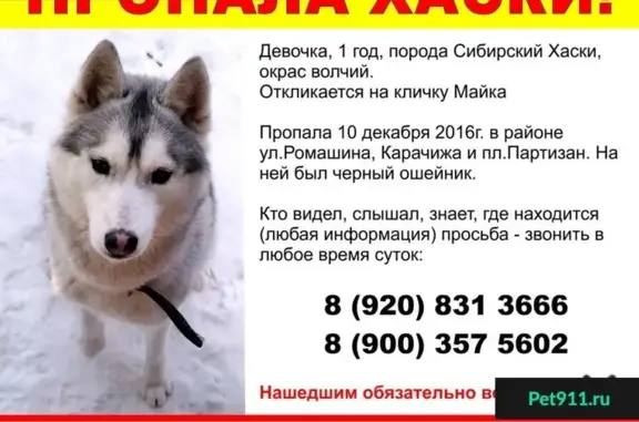 Пропала собака в Брянске, Советский проезд