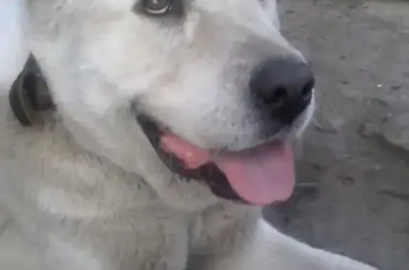 Пропала собака в Ногинске, белый алабай Леди