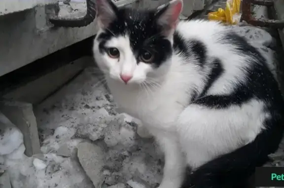 Найден кот возле теплиц в Бийске
